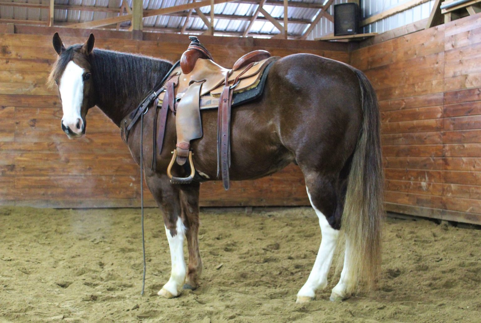 Nevada Platinum Equine Auction